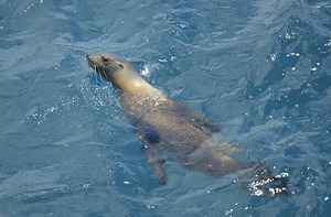 Galapagos sea lion Zalophus wollebaeki swimming in the ocean Floreana Island Galapagos Islands Ecuador