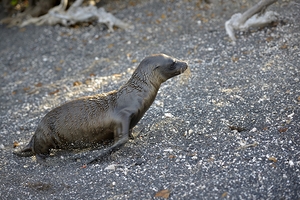 Galapagos sea lion Zalophus californianus wollebaeki juvenile Punta Espinosa Fernandina Island Galapagos Islands Ecuador
