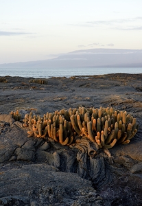 Lava Cactus Brachycereus nesioticus Punta Espinosa Fernandina Island Galapagos Islands Ecuador