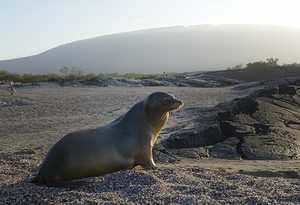 Galapagos sea lion Zalophus wollebaeki backlit Punta Espinosa Fernandina Island Galapagos Islands Ecuador