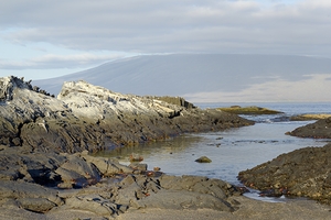 Sally lightfoot crabs on a rocky beach at Punta Espinosa Fernandina Island Galapagos Islands Ecuador
