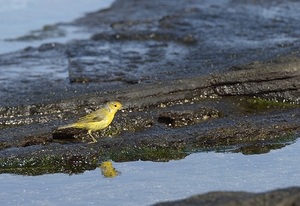 Yellow Warbler Dendroica petechia aureola Puerto Egas Santiago Island Galapagos Islands Ecuador
