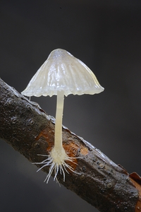 Small translucent mushroom on dead tree branch showing roots by Kevin Oke