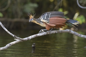 Hoatzin Opisthocomus hoazin on a branch over Lake Garzacocha La Selva Jungle Eco Lodge Amazon Basin Ecuador
 by Kevin Oke