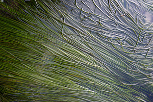 Eel grass in a tide pool