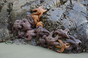 Sea stars on the rocks at Tonquin Beach by Kevin Oke