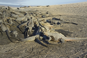 Group of Marine Iguanas Punta Espinosa Fernandina Island Galapagos Islands Ecuador