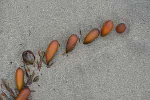 Seaweed floats - Florencia Beach by Kevin Oke