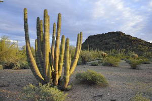 Organ Pipe Cactus