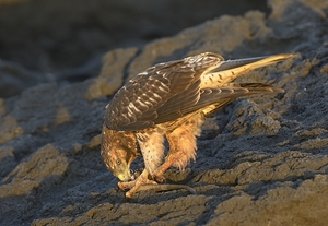 Galapagos Hawk Buteo galapagoensis eating a marine iguana Punta Espinosa Fernandina Island Galapagos Islands Ecuador
