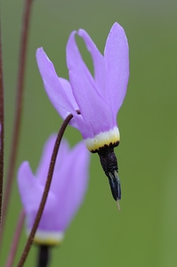 Shooting Star Dodecatheon pulchellum Cowichan Garry Oak Preserve Cowichan Valley Vancouver Island British Columbia.