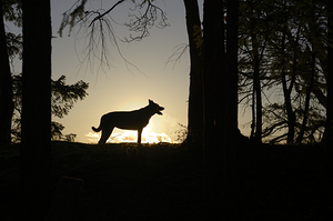 Large dog silhouetted at sunset - Wallace Island by Kevin Oke