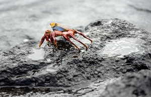 Sally Lightfoot crab Grapsus grapsus Urbina Bay Isabela Island Galapagos Islands Ecuador