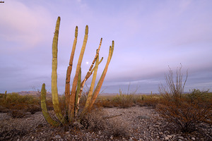 Organ Pipe Cactus