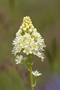 Death Camas or Meadow Death camas Zigadenus venenosus Cowichan Valley Vancouver Island British Columbia Canada