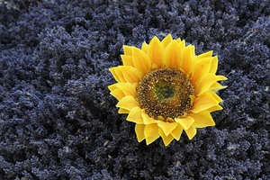 Dried sunflower in a bed of lavender flowers at Lourmarins street market