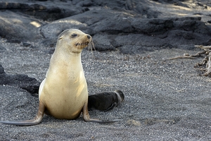 Galapagos sea lion female with pup Punta Espinosa Fernandina Island Galapagos Islands Ecuador