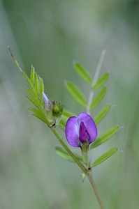 Purple wildflower Cowichan Valley Vancouver Island British Columbia Canada by Kevin Oke