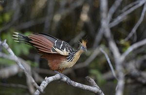 Hoatzin Opisthocomus hoazin on a branch over Lake Garzacocha La Selva Jungle Eco Lodge Amazon Basin Ecuador by Kevin Oke