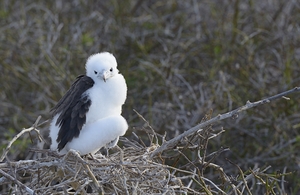 Magnificent Frigatebird Fregata magnificens chick sitting on nest North Seymour Island Galapagos Islands Ecuador
