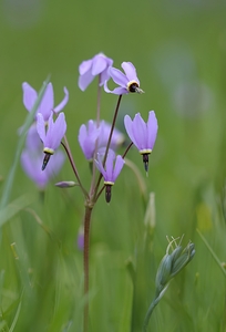 Shooting Star Dodecatheon pulchellum Cowichan Garry Oak Preserve Cowichan Valley Vancouver Island British Columbia.