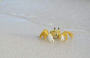 Ghost Crab
