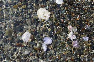 Detail image of rocks and shells on the beach by Kevin Oke