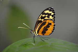 Heliconius Butterfly