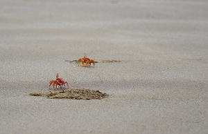 Ghost crabs Ocypode Gaudichaudii and burrows on Espumilla Beach Santiago Island Galapagos Islands Ecuador
