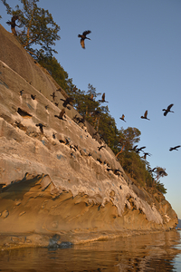 CORMORANTS FLYING ABOVE SCULPTED SANDSTONE CLIFFS by Kevin Oke