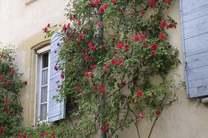 Roses climbing a wall Lourmarin