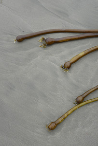 Bull kelp Florencia Beach Pacific Rim National Park by Kevin Oke