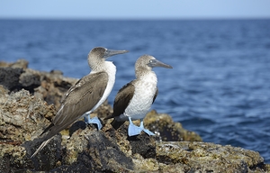 Blue footed Booby Sula nebouxii Punta Moreno Isabela Island Galapagos Islands Ecuador by Kevin Oke
