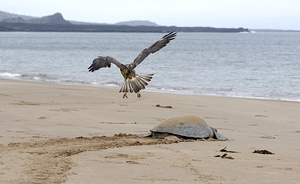 Galapagos Hawk Buteo galapagoensis flying above a Galapagos green turtle Playa Espumilla Santiago Island Galapagos Islands Ecuador
