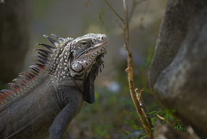 Green Iguana