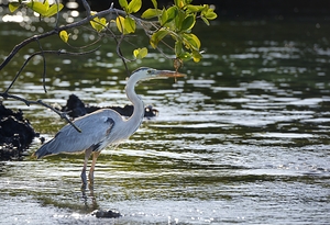 Great Blue Heron Ardea herodias Elizabeth Bay Isabela Island Galapagos Islands Ecuador by Kevin Oke