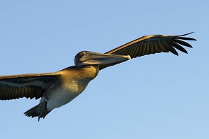 Brown Pelican Pelecanus occidentalis Elizabeth Bay Isabela Island Galapagos Islands Ecuador by Kevin Oke