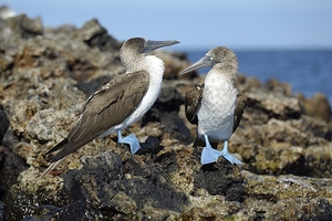 Blue footed Booby Sula nebouxii Punta Moreno Isabela Island Galapagos Islands Ecuador by Kevin Oke