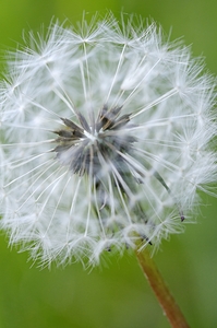 Dandelion Cowichan Valley Vancouver Island British Columbia Canada