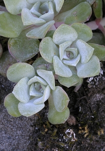 Broadleaf Stonecrop Collinsia parviflora Sedum spathulifolium Cowichan Valley Vancouver Island British Columbia Canada