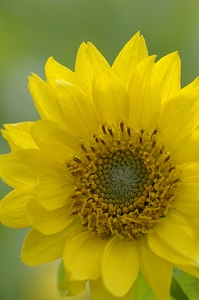 Deltoid Balsamroot Balsamorhiza deltoidea Cowichan Valley Vancouver Island British Columbia Canada