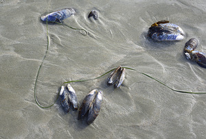 Abstract photo of mussels on the sand Chesterman Beach