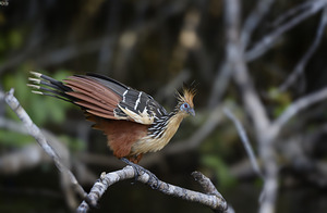 Hoatzin Opisthocomus hoazin on a branch over Lake Garzacocha by Kevin Oke