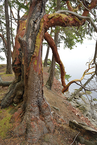 Arbutus tree at Panther Point  by Kevin Oke