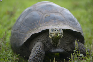 Galapagos giant tortoise