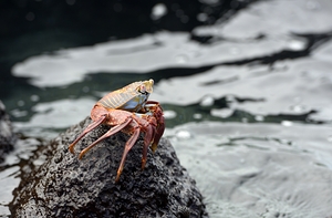 Sally Lightfoot crab Grapsus grapsus Urbina Bay Isabela Island Galapagos Islands Ecuador