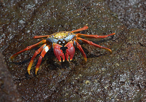 Sally Lightfoot crab