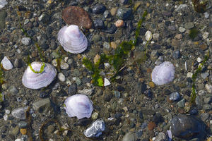 Sea shells - Spencer Spit  by Kevin Oke