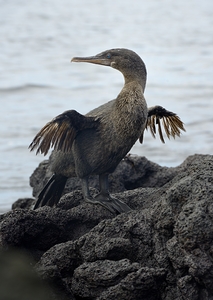 Flightless Cormorant or Galapagos Cormorant Phalacrocorax harrisi Urbina Bay Isabela Island Galapagos Islands Ecuador by Kevin Oke