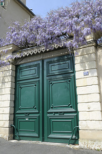 Green door with Wisteria plant in bloom. Nevers Nievre. France